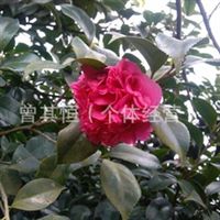 茶花精品工程苗市場觀察 規格、定價與選購指南