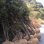 綠化苗木一站式直達 四季桂（冠幅2m/5m）精品桂花煥新上市，基地批發、廠家直銷全程護航