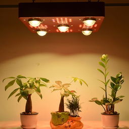 寶安LED產品拍攝 打造專業植物燈與綠化植物攝影的視覺盛宴
