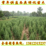 綠色印記 江蘇省碩源綠化苗木有限責任公司的植物之美