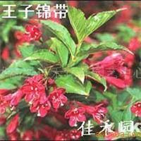 紅王子錦帶 提升綠化品質的首選觀賞花灌木——農苗網推薦沭陽縣佳禾花卉園藝中心
