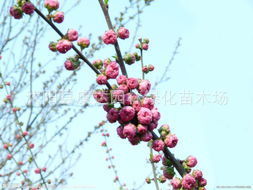 榆葉梅 春景中的繁花精靈