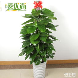上海寶山區植物花卉租賃與辦公綠化 提升展會與辦公空間的綠色魅力