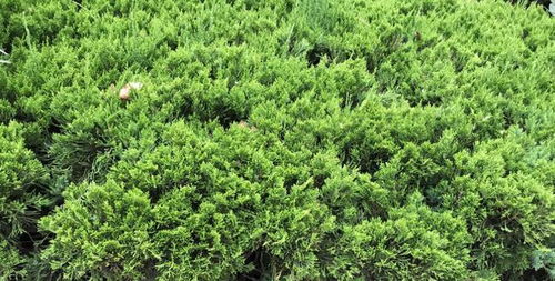 常見園林綠化植物一，你知道它們的名字嗎？