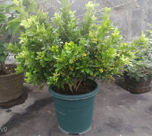 米蘭 美觀易養的景觀盆栽綠化植物